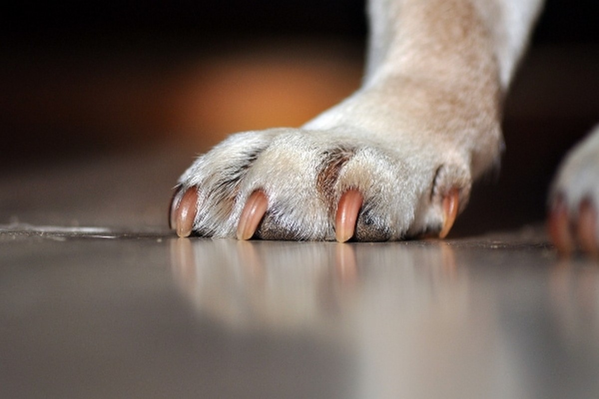 Nail and Paw Care